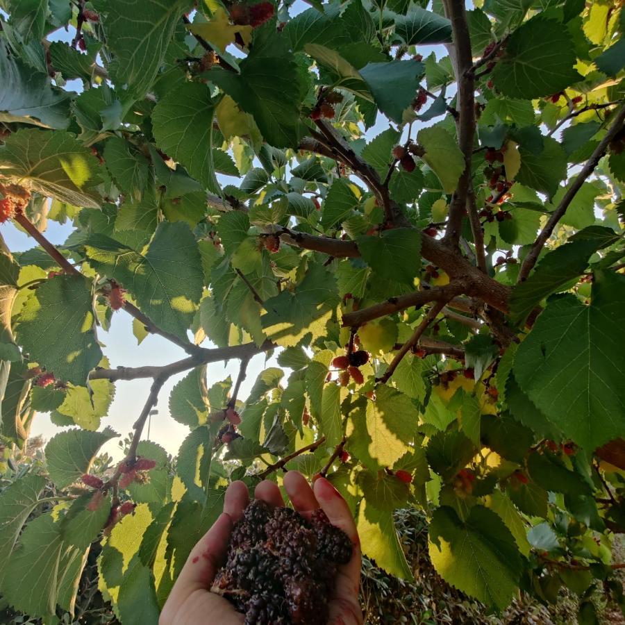 Villa Castiglione 쿠스토나치 외부 사진